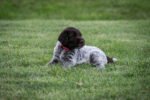 Wirehaired pointing griffon puppies for sale - Image 2