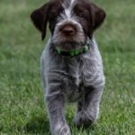 Wirehaired pointing griffon puppies