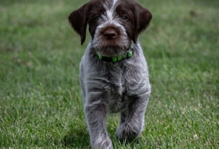 Wirehaired pointing griffon puppies