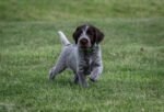 Wirehaired pointing griffon puppies for sale - Image 2