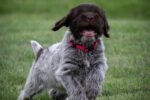 Wirehaired pointing griffon puppies