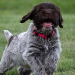 Wirehaired pointing griffon puppies