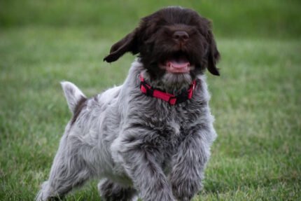 Wirehaired pointing griffon puppies