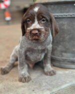 Wirehaired pointing griffon puppies for sale near me - Image 3