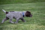 Wirehaired pointing griffon puppies for sale - Image 2
