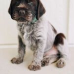 Wirehaired pointing griffon puppies for sale