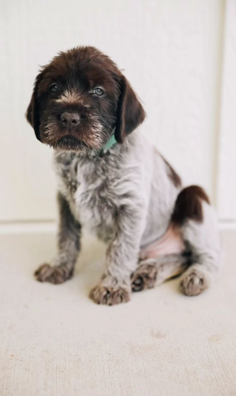 75534 Wirehaired pointing griffon puppies for sale