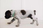 Wirehaired pointing griffon puppies for sale - Image 3