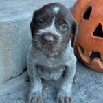 Wirehaired pointing griffon puppies