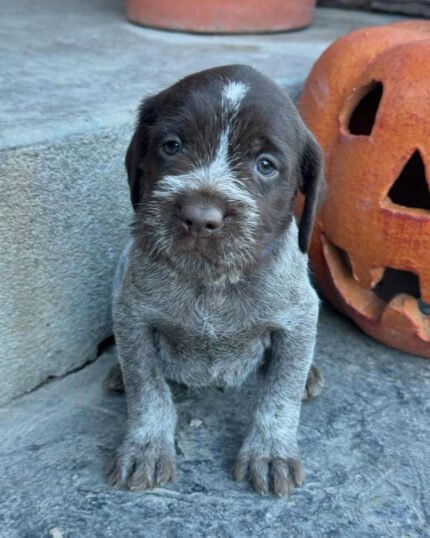 Wirehaired pointing griffon puppies