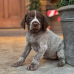 Wirehaired pointing griffon puppies for sale near me