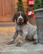Wirehaired pointing griffon puppies for sale near me