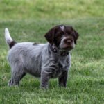Wirehaired pointing griffon puppies