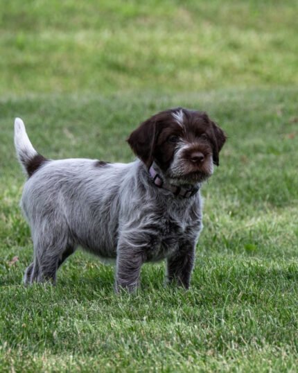 Wirehaired pointing griffon puppies