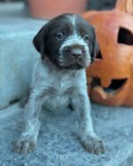 Wirehaired pointing griffon puppies for sale - Image 2