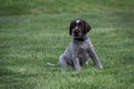 Wirehaired pointing griffon puppies