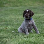 Wirehaired pointing griffon puppies