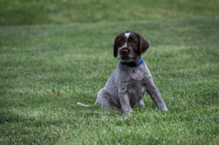 Wirehaired pointing griffon puppies