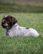 Wirehaired pointing griffon puppies for sale - Image 2
