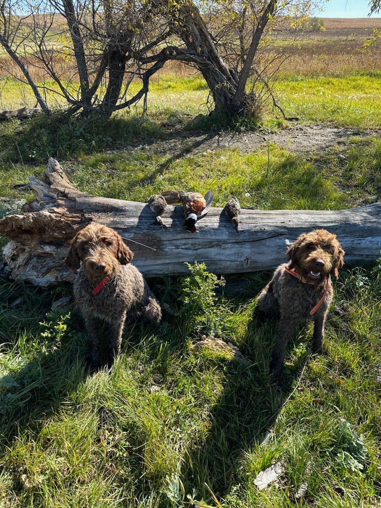 Wirehaired Pointing Griffons